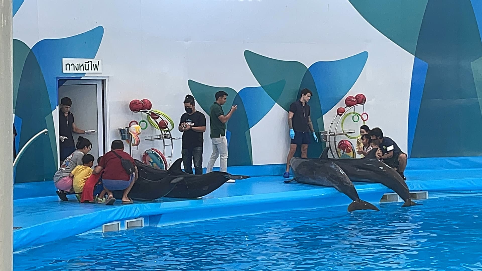 Dolphinarium (Dolphin Show)