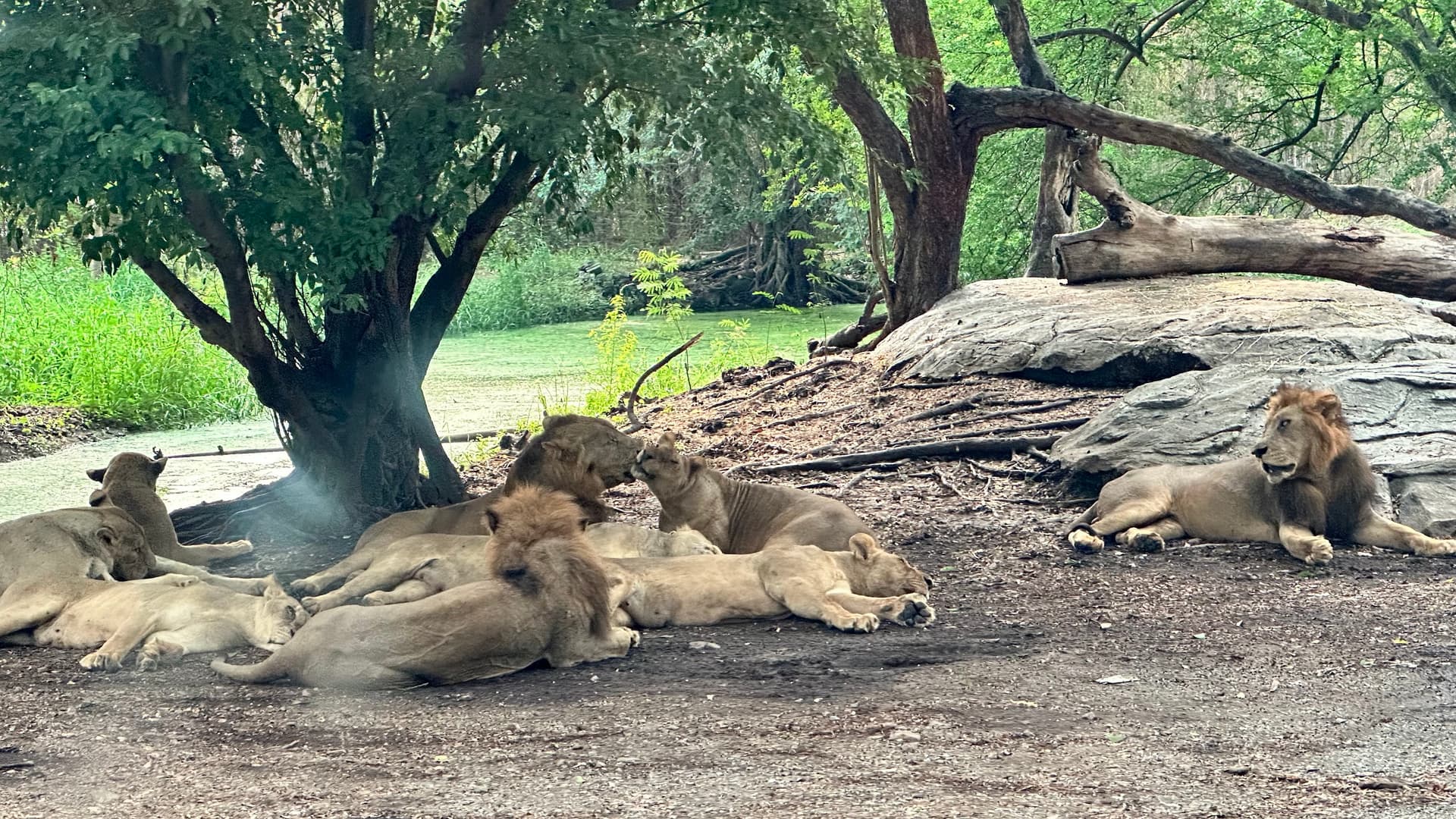 Safari World + Marine Park with Indian Lunch